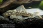 Preview: L 106 Orinoko-Guyanaharnischwels / Guyanancistrus guahiborum